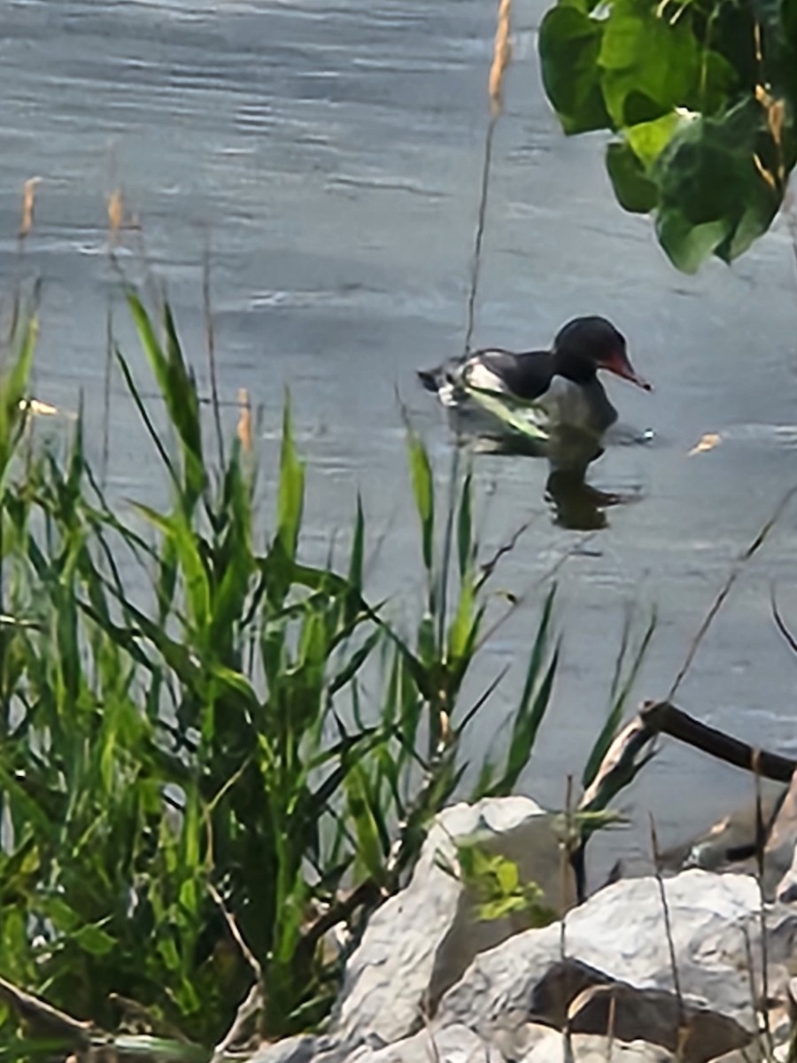 Common Merganser - ML621710311