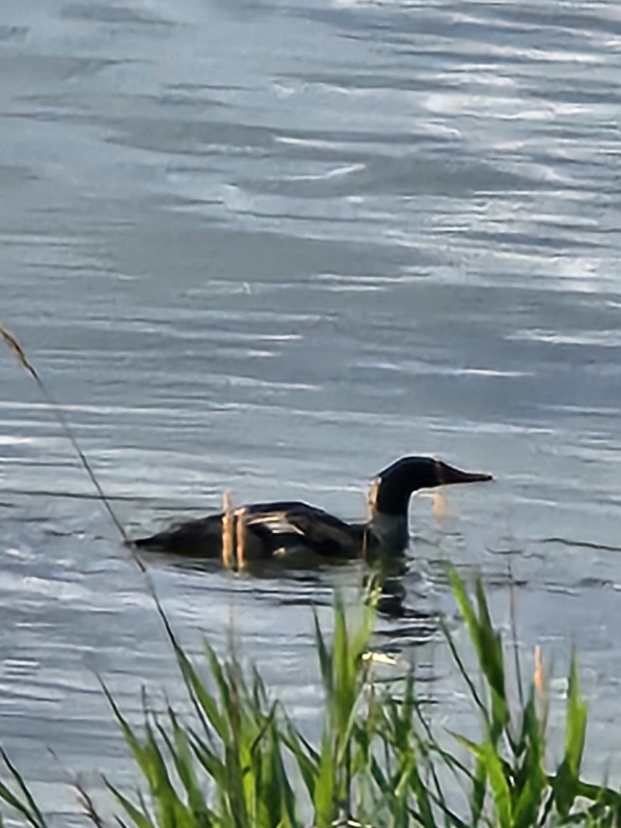 Common Merganser - ML621710312