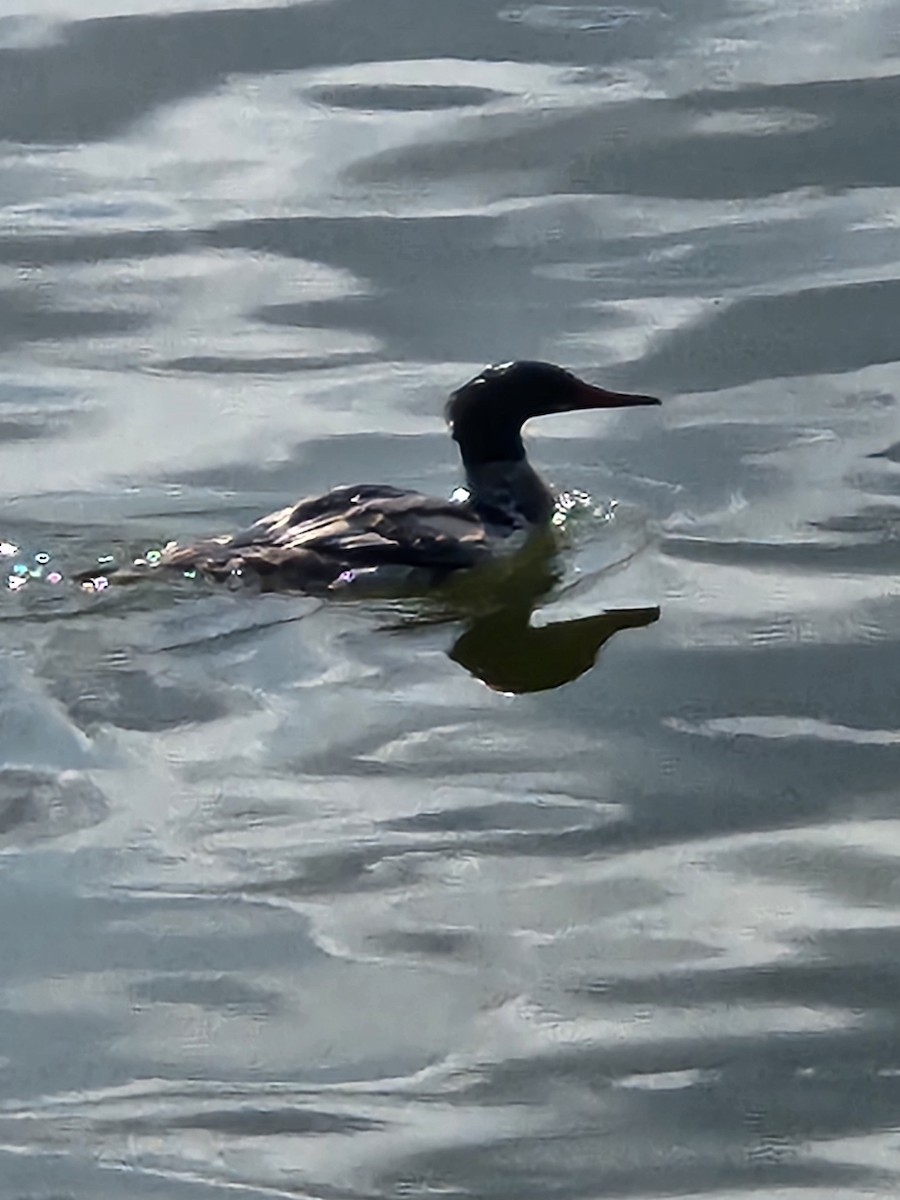 Common Merganser - ML621710313