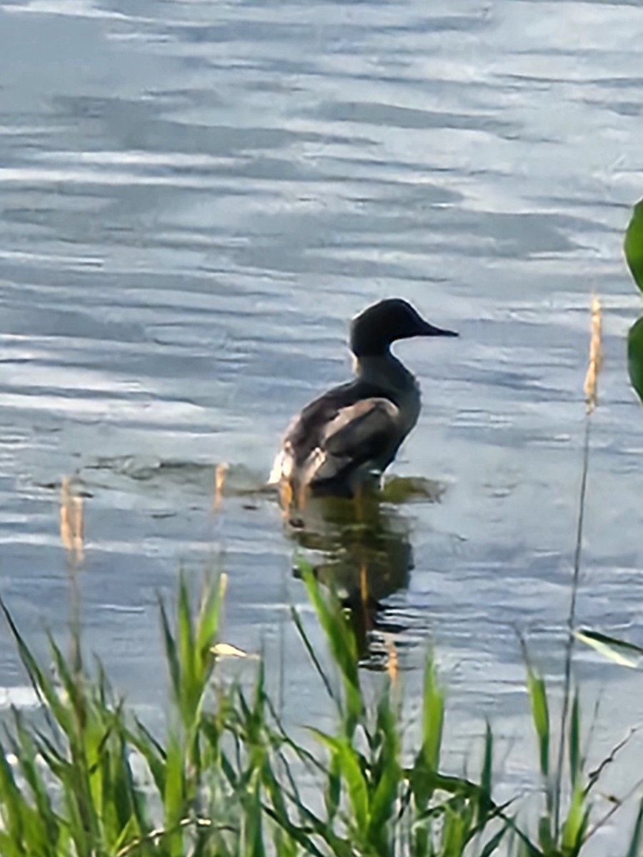 Common Merganser - ML621710314