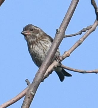 Purple Finch - ML621710413