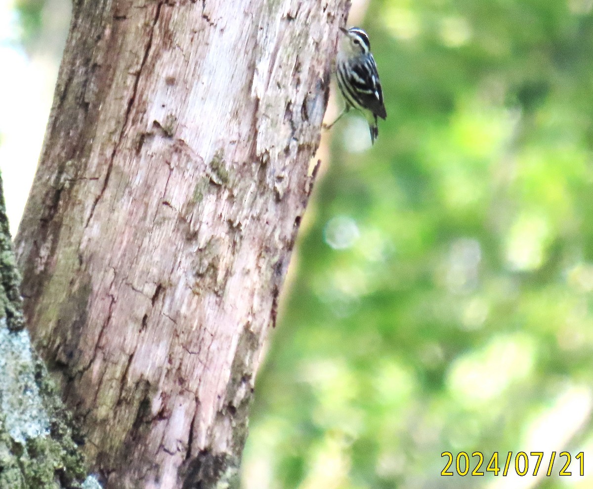 Black-and-white Warbler - ML621710414