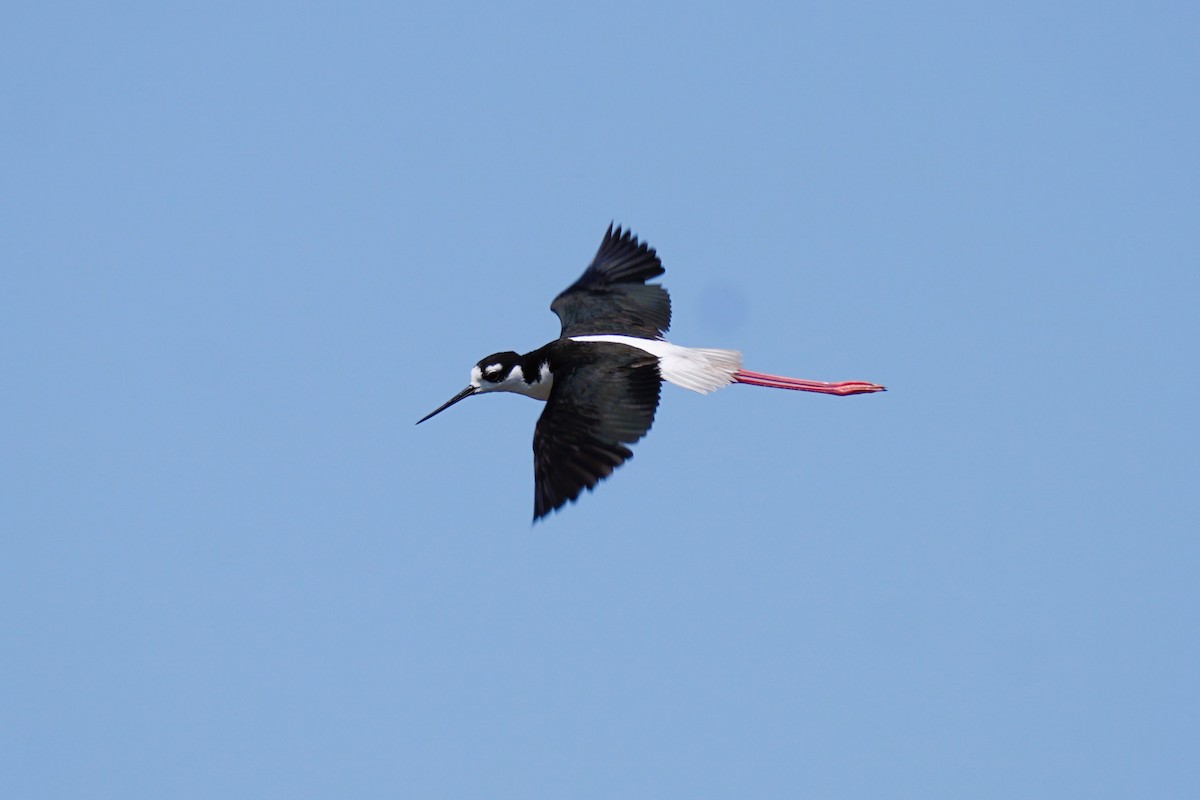 Black-necked Stilt - ML621710459