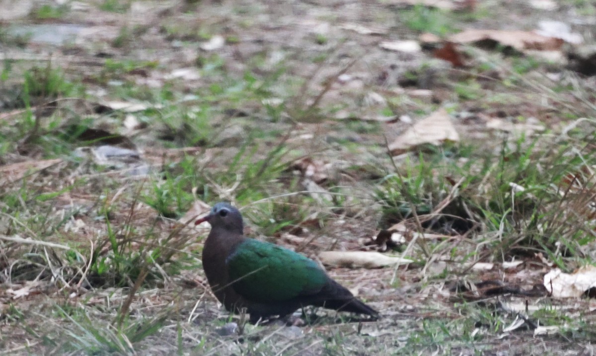 Asian Emerald Cuckoo - ML621710519