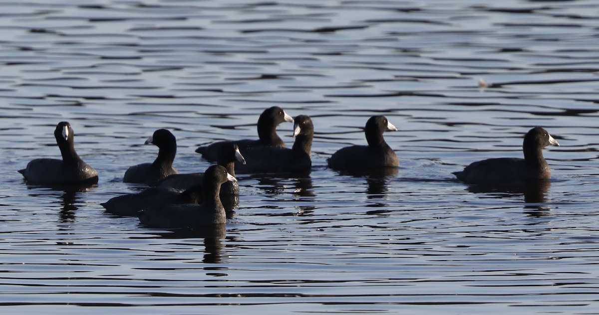 American Coot - Kevin Munro Smith