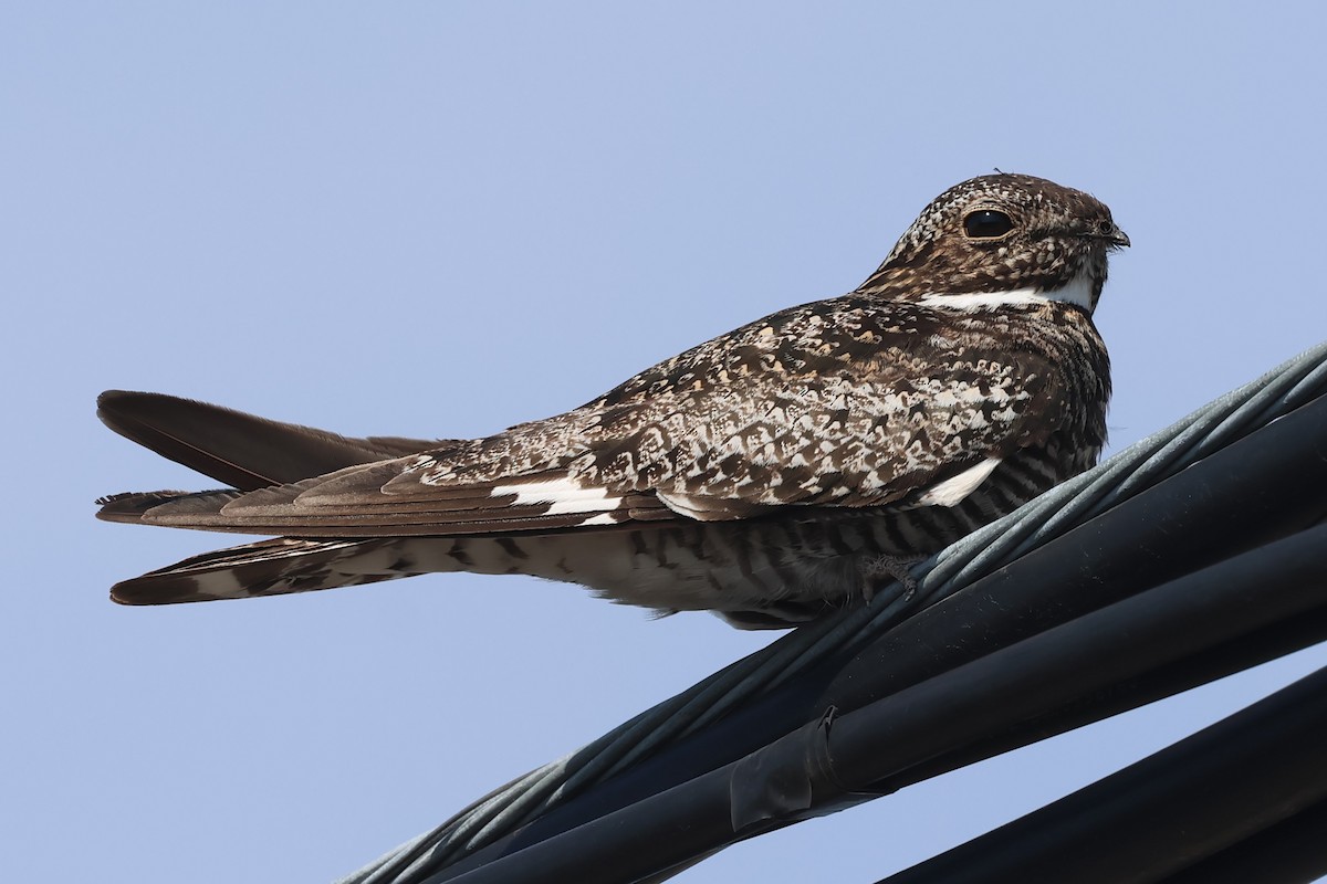 Common Nighthawk - PJ Pulliam