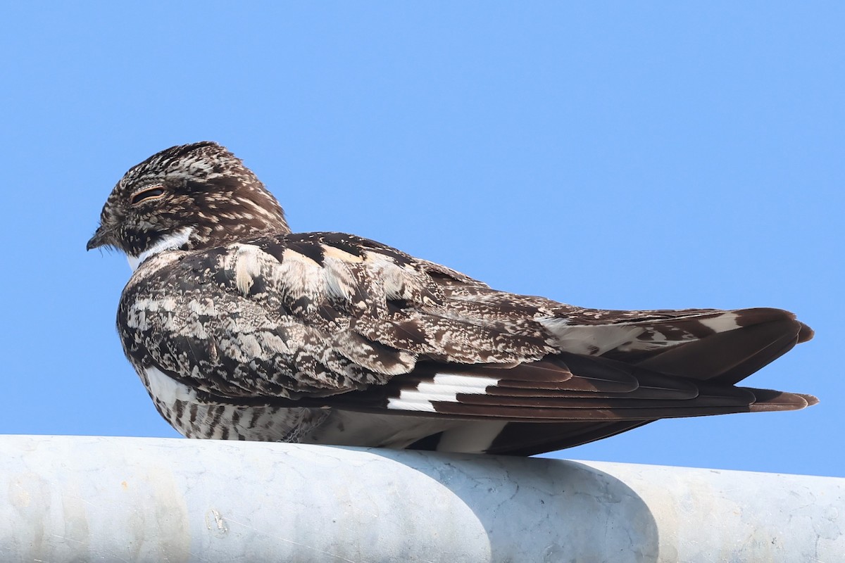 Common Nighthawk - ML621710699