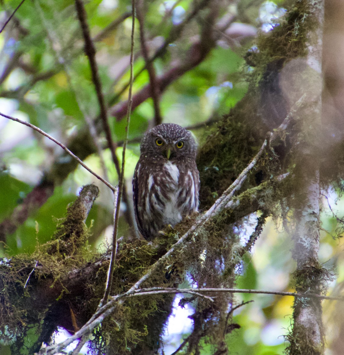 Yungas Pygmy-Owl - ML621710710