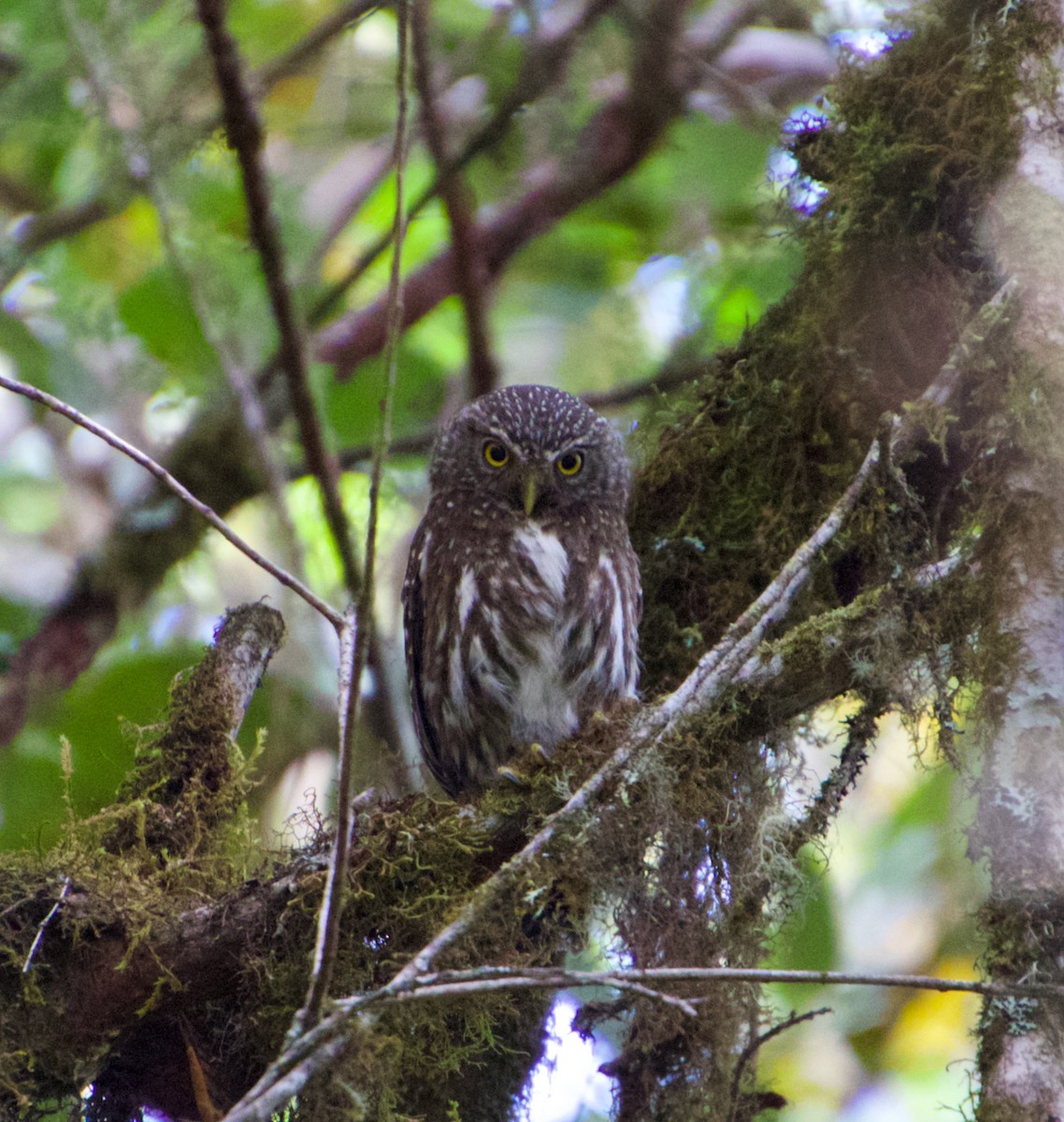 Yungas Pygmy-Owl - ML621710711