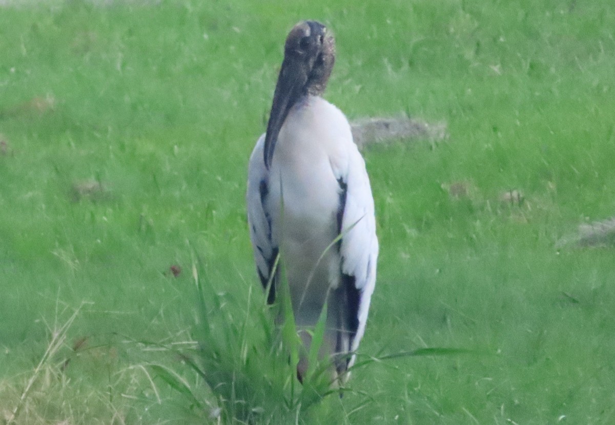 Wood Stork - ML621710753