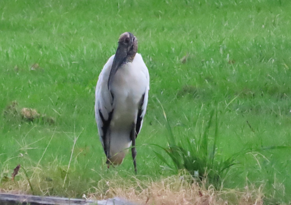 Wood Stork - ML621710754