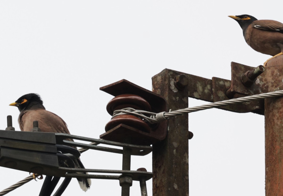 Common Myna - VandB Moore