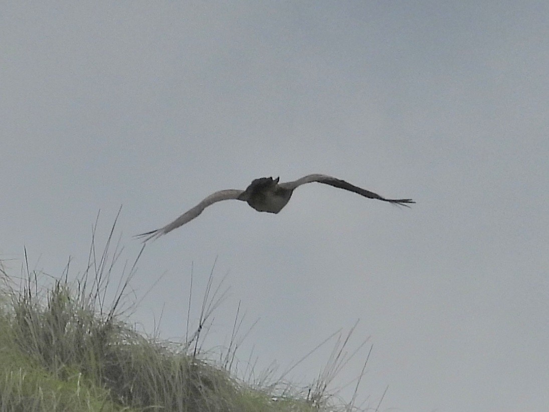 Bonelli's Eagle - ML621710820