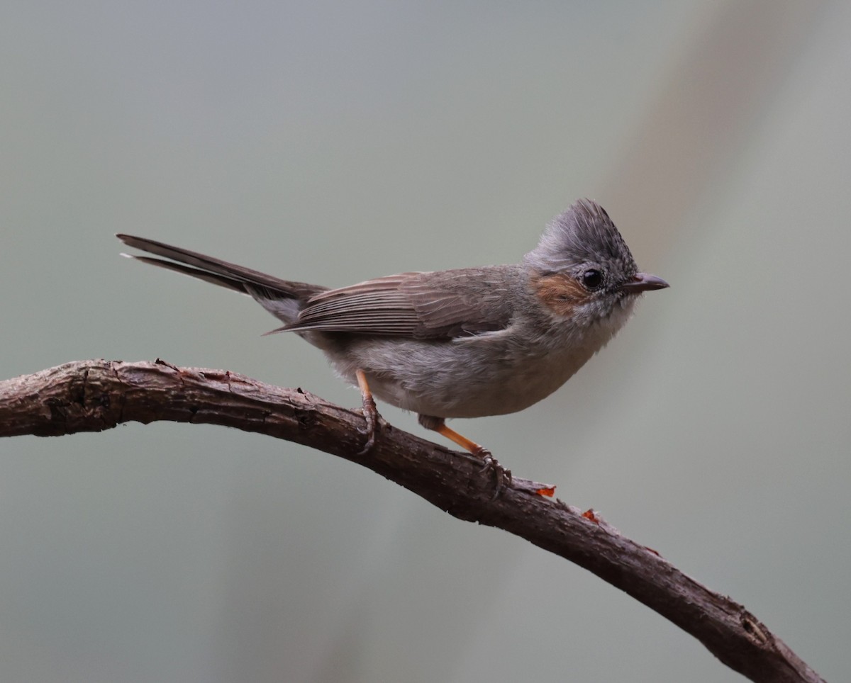 Striated Yuhina - ML621710836