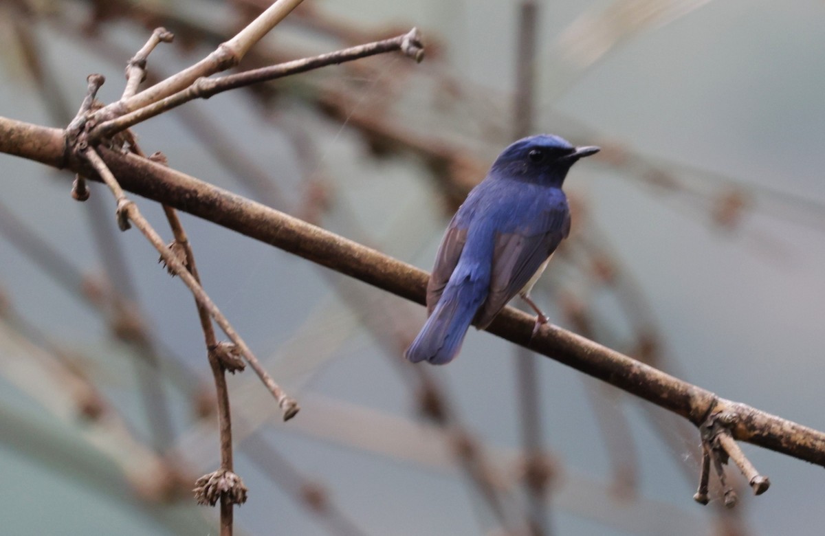 Blue-throated Flycatcher - ML621710858