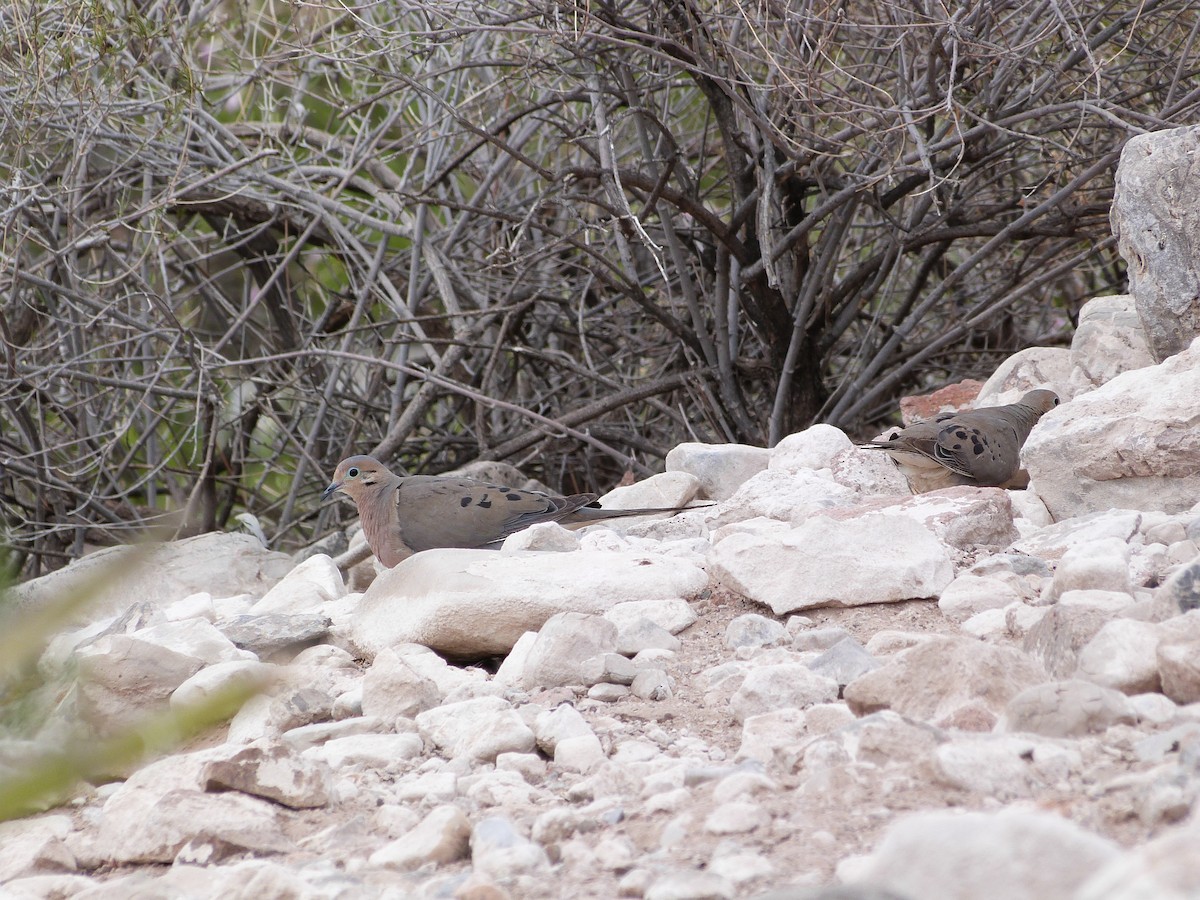 Mourning Dove - John  Kiseda