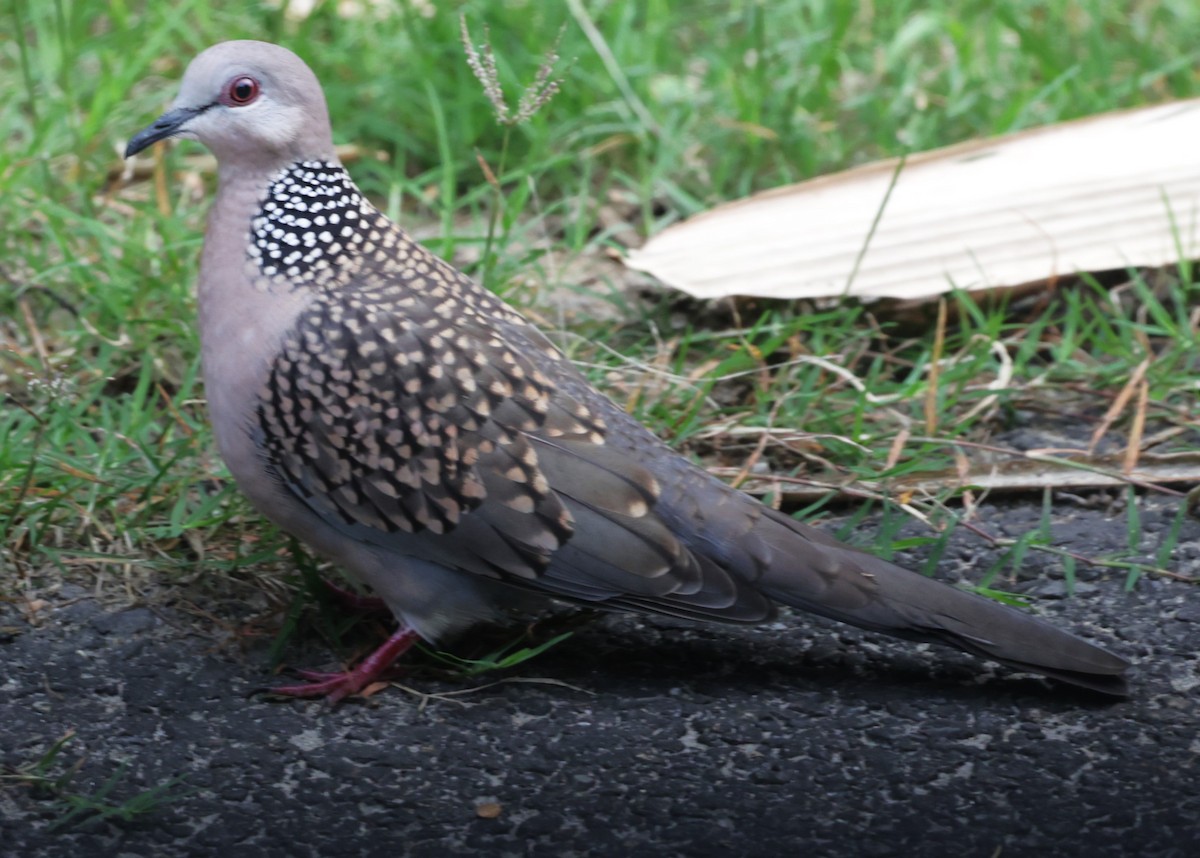 Spotted Dove - ML621710906