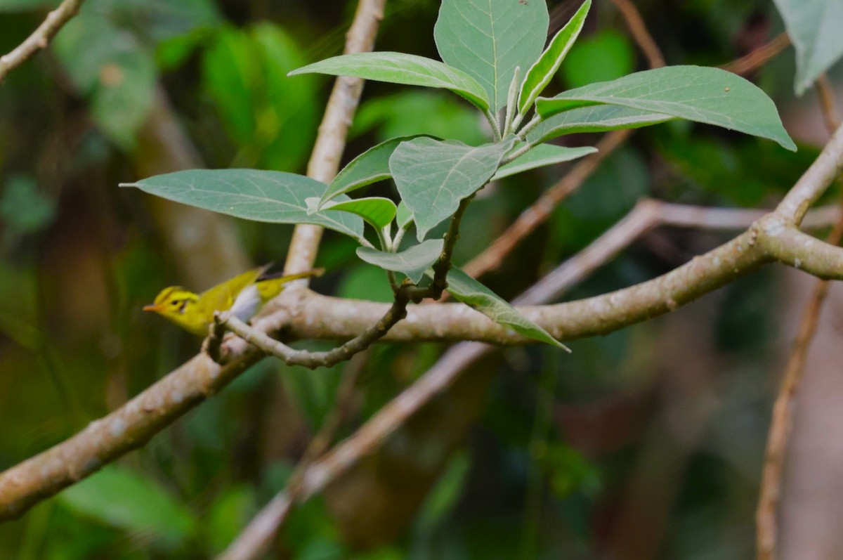 Yellow-vented Warbler - VandB Moore