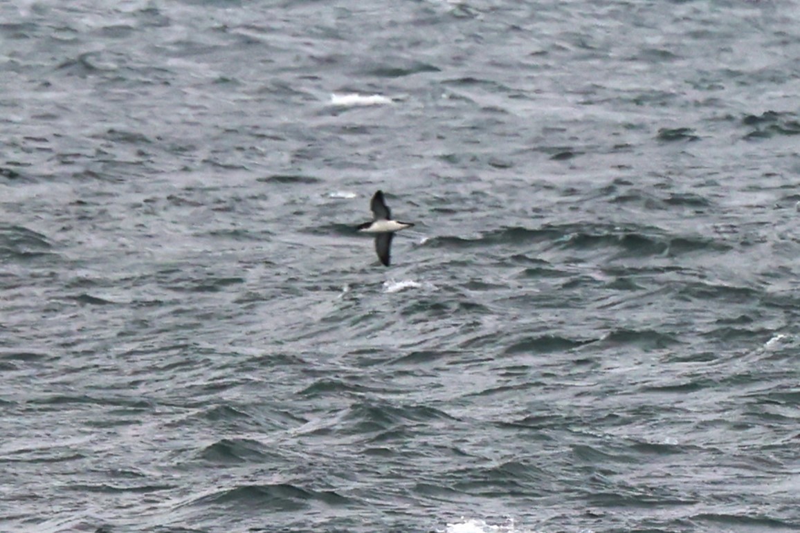 Manx Shearwater - ML621710952