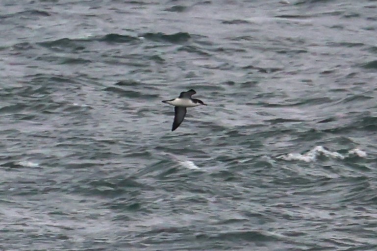 Manx Shearwater - ML621710953