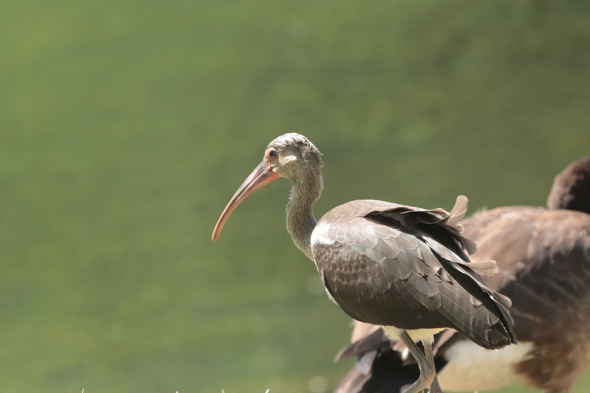 Ibis Blanco - ML621710989