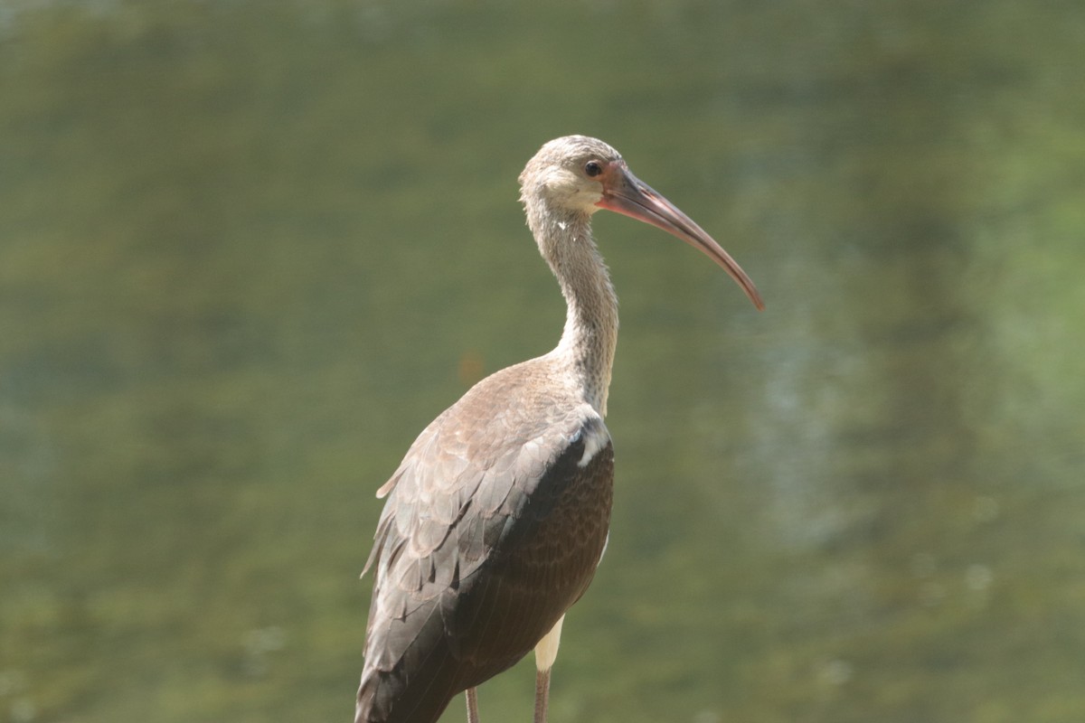 White Ibis - ML621710990