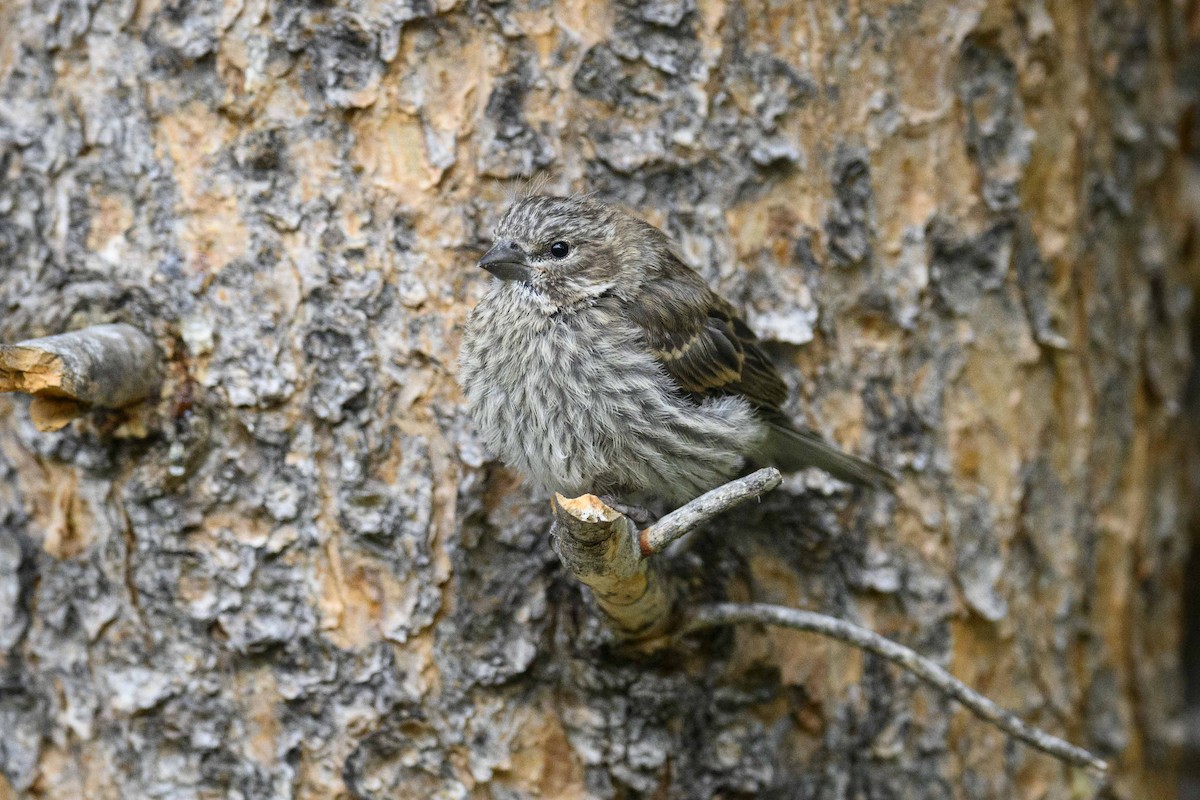 Pine Siskin - ML621711011