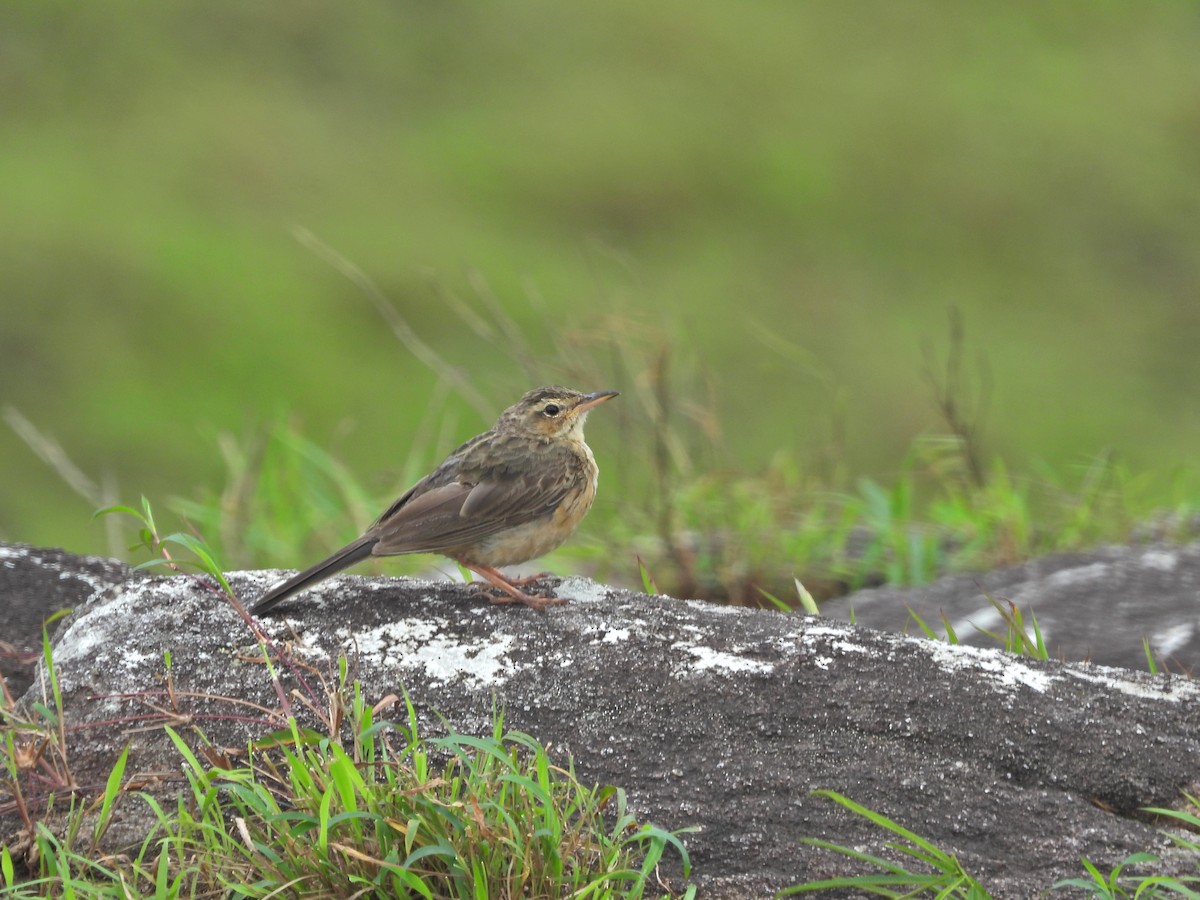 Long-billed Pipit - ML621711015