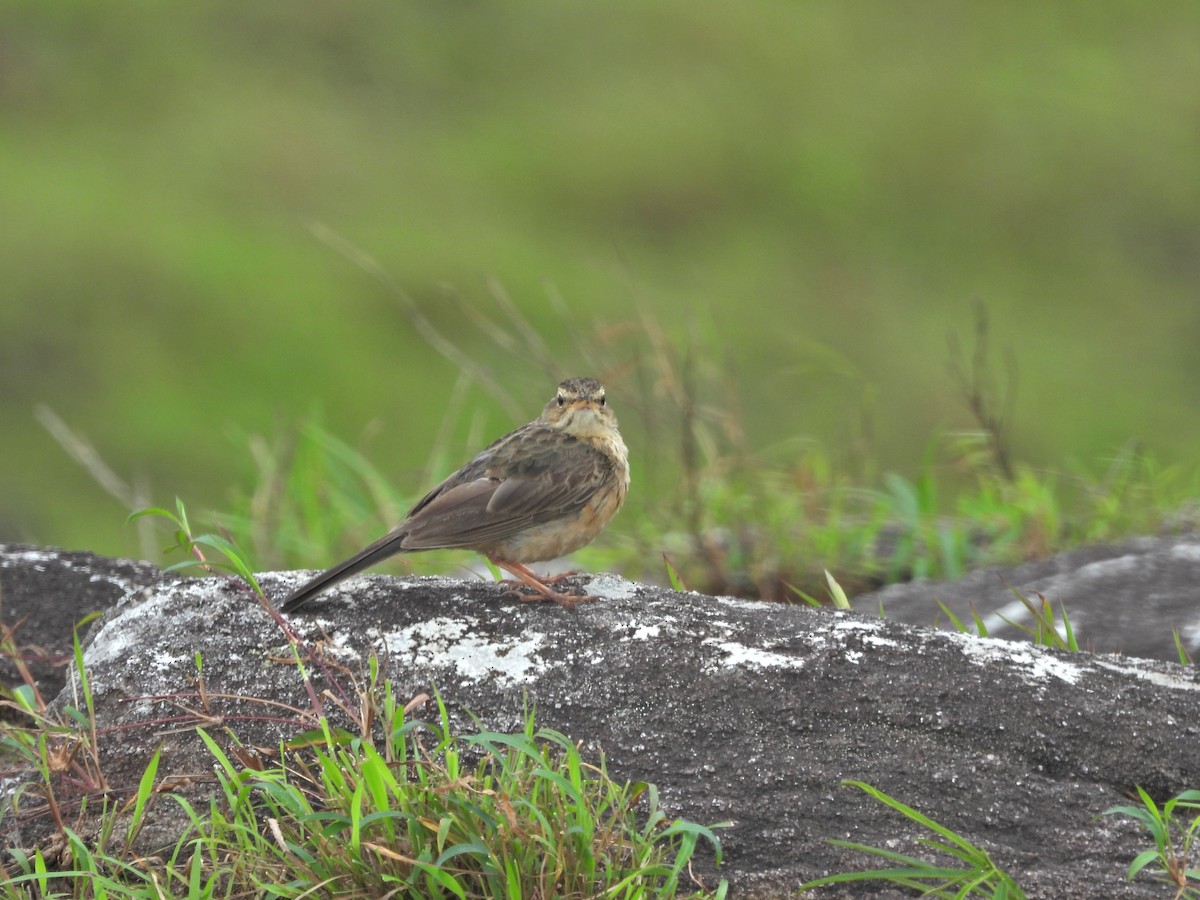 Long-billed Pipit - ML621711016