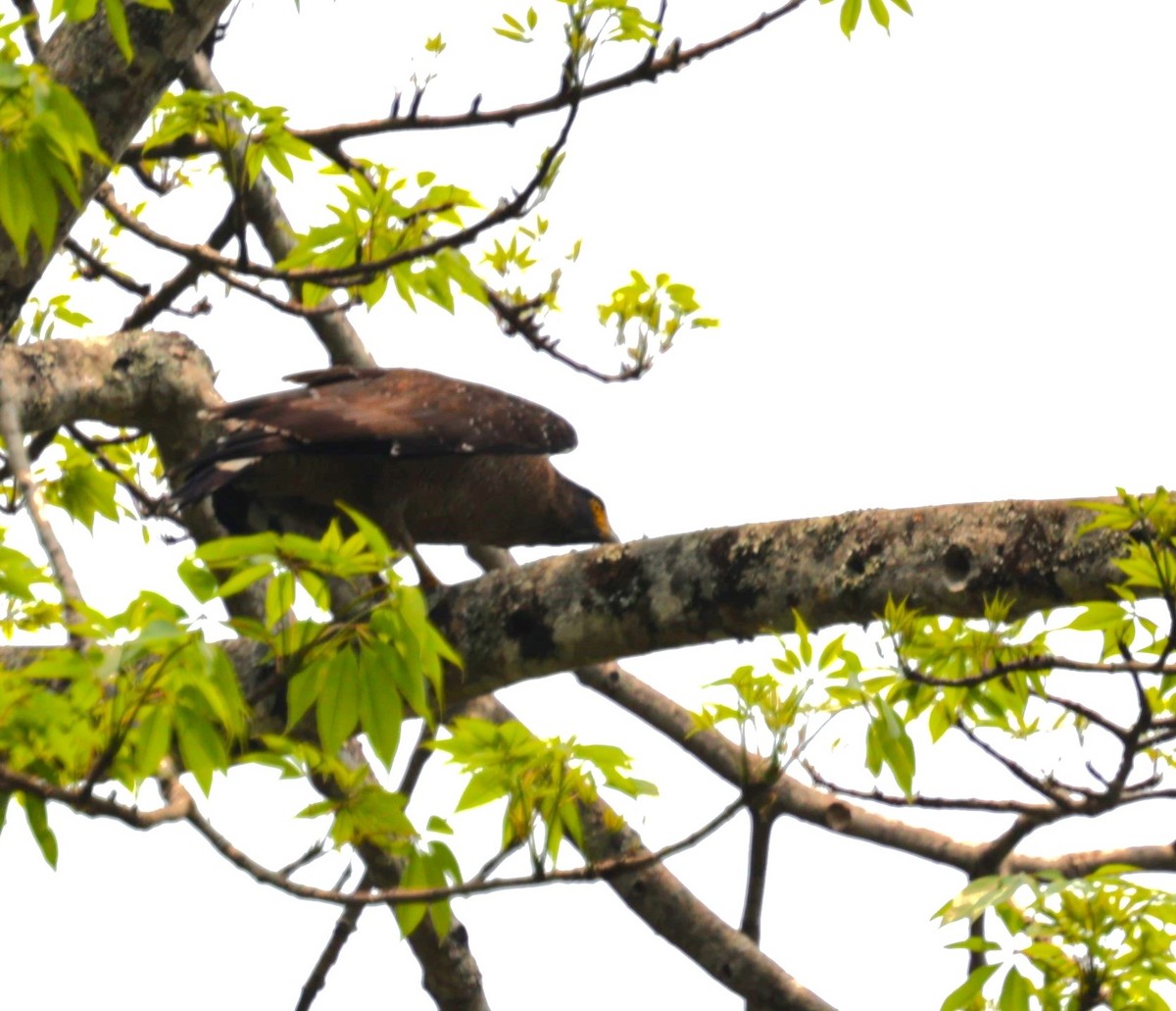 Crested Serpent-Eagle - ML621711033