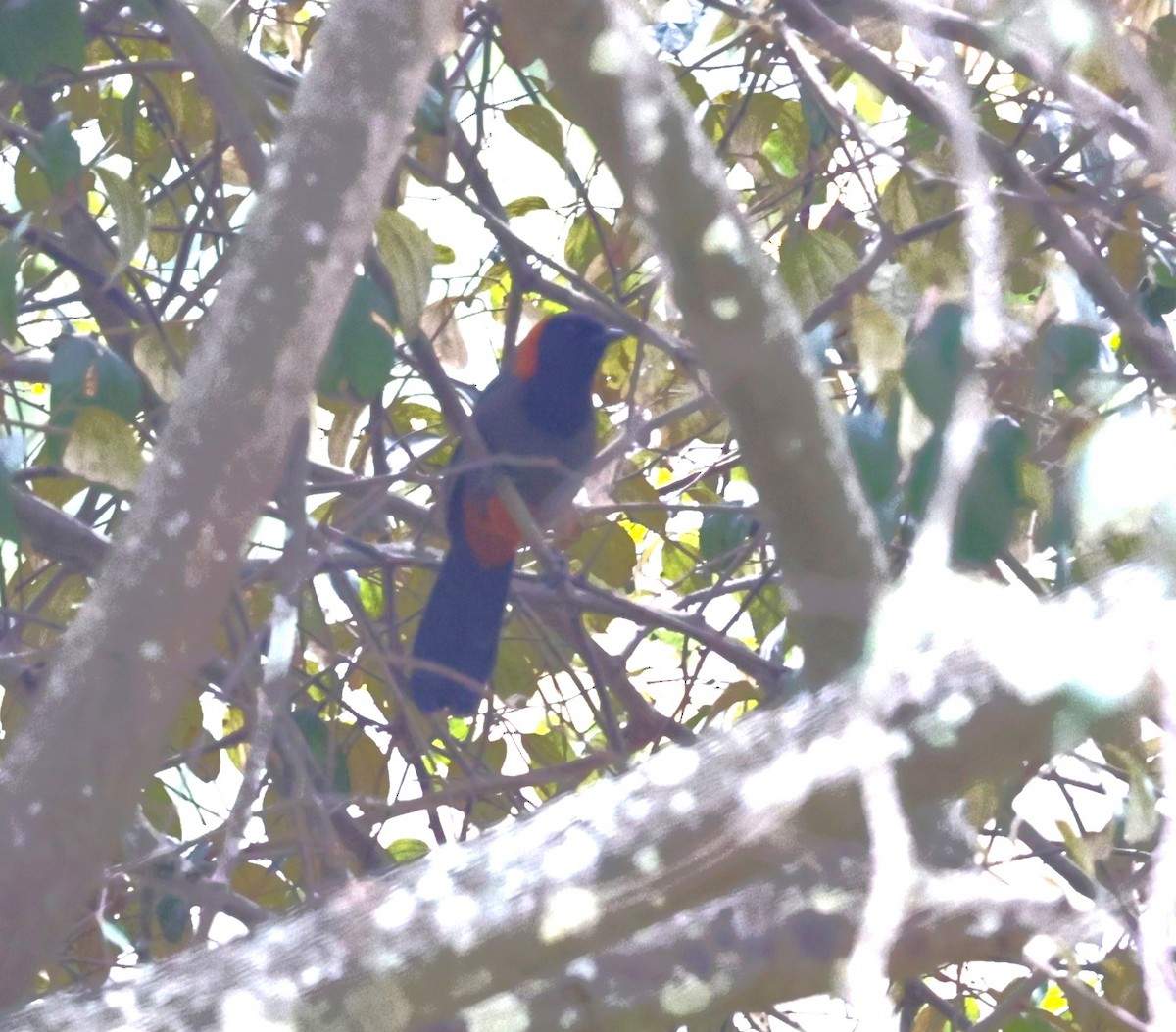 Rufous-necked Laughingthrush - VandB Moore