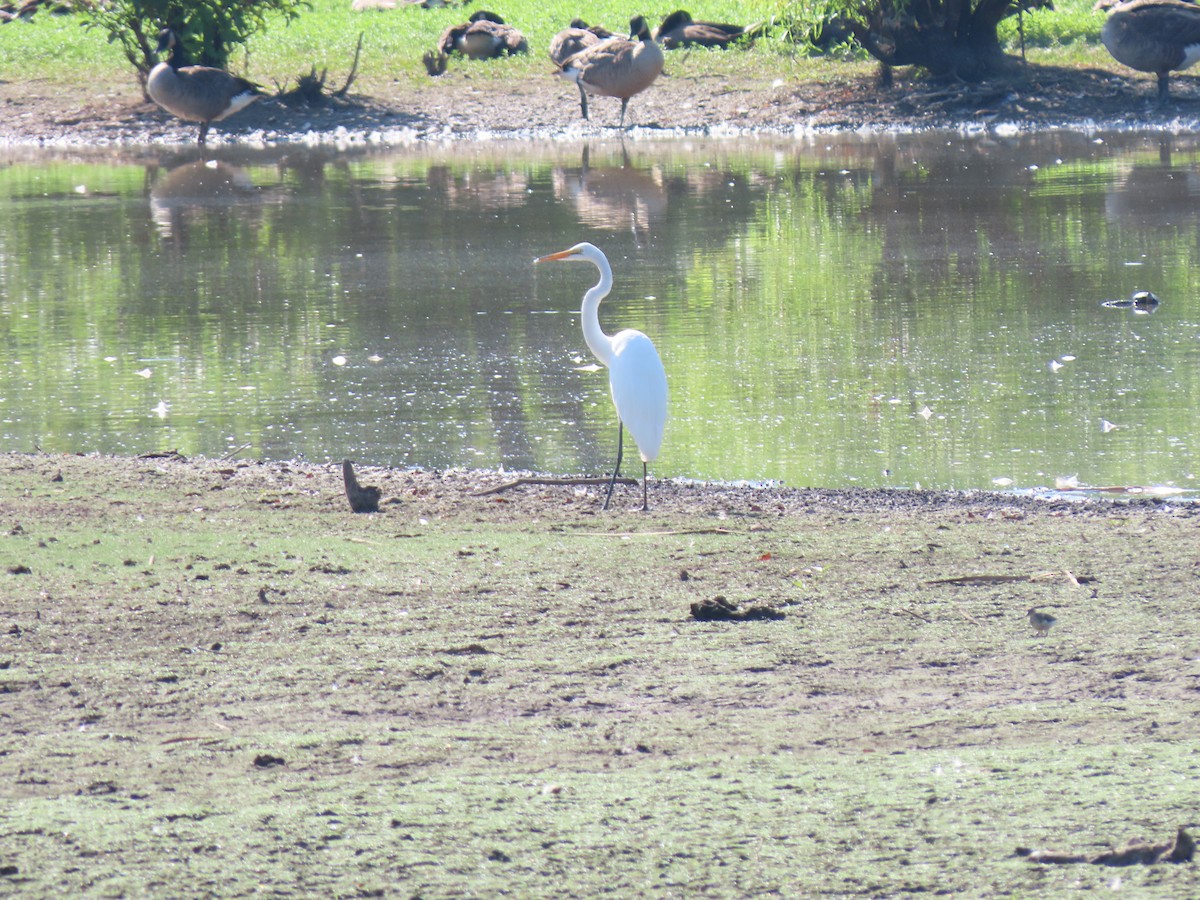 Great Egret - ML621711061