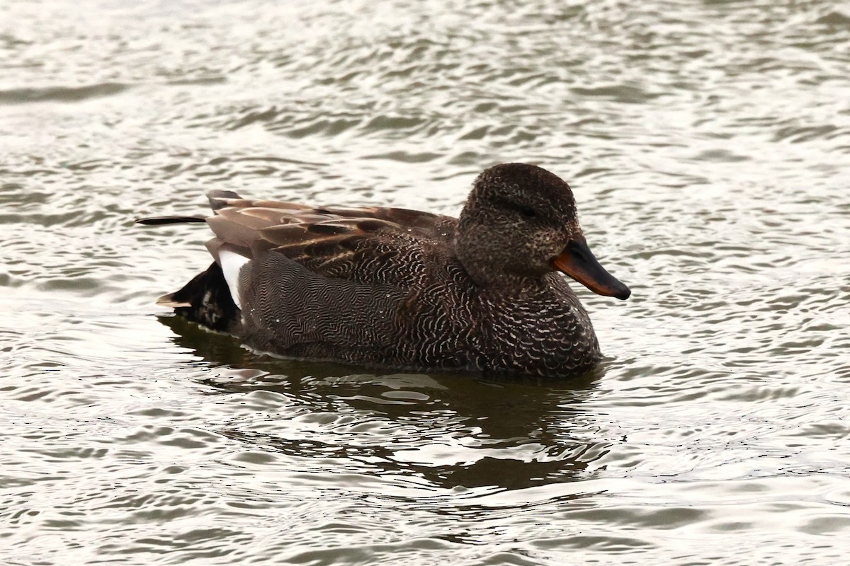 Gadwall - ML621711092