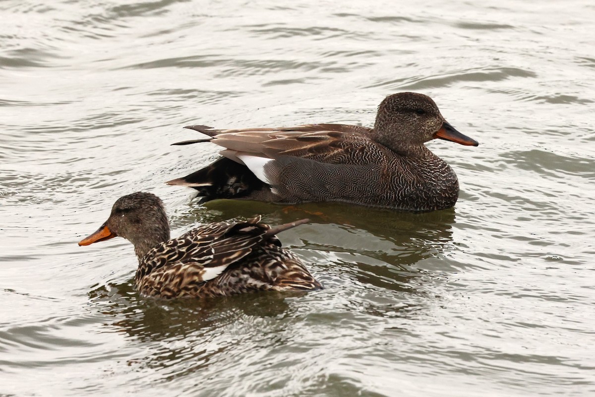 Gadwall - ML621711093