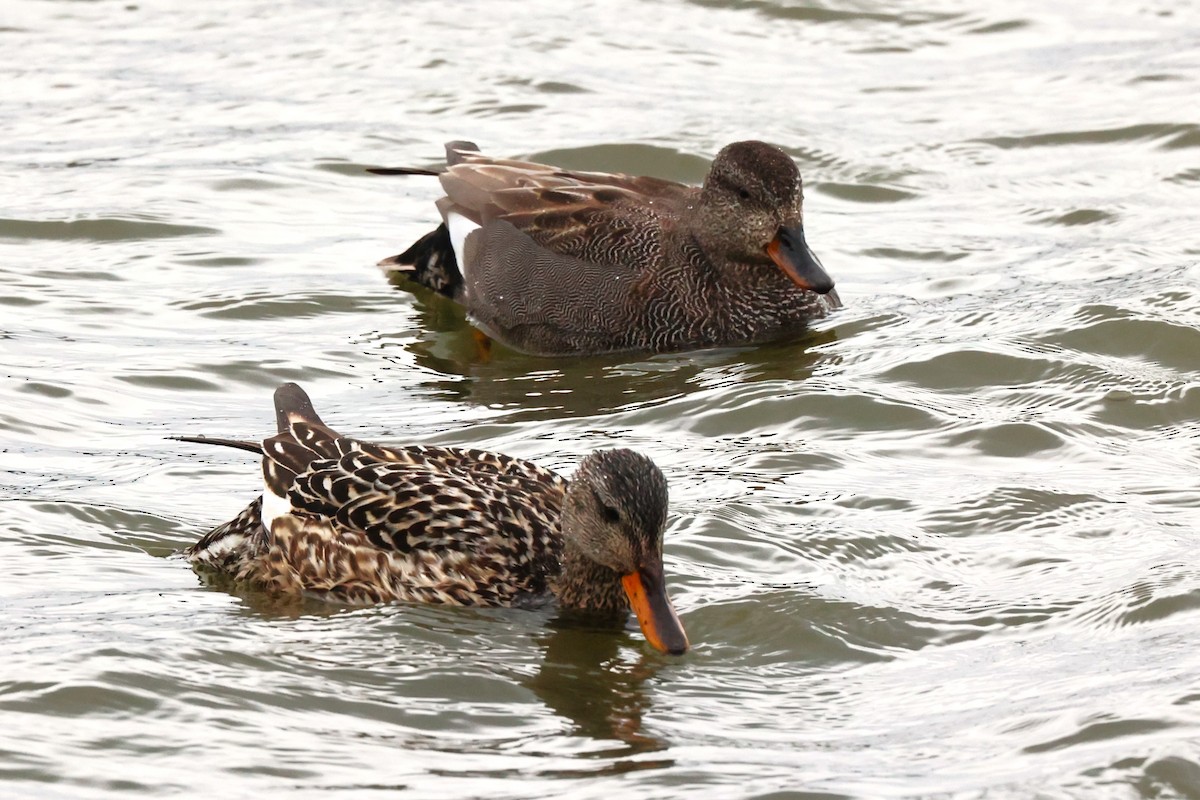 Gadwall - ML621711094