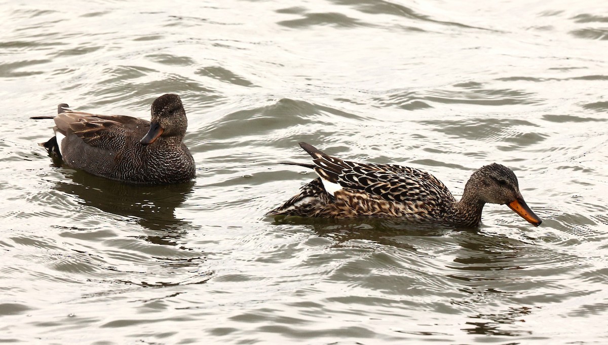 Gadwall - ML621711095