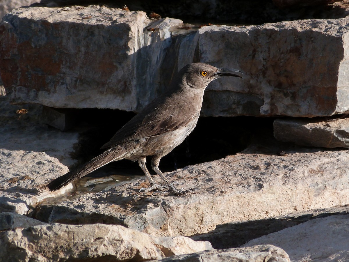 Curve-billed Thrasher - John  Kiseda