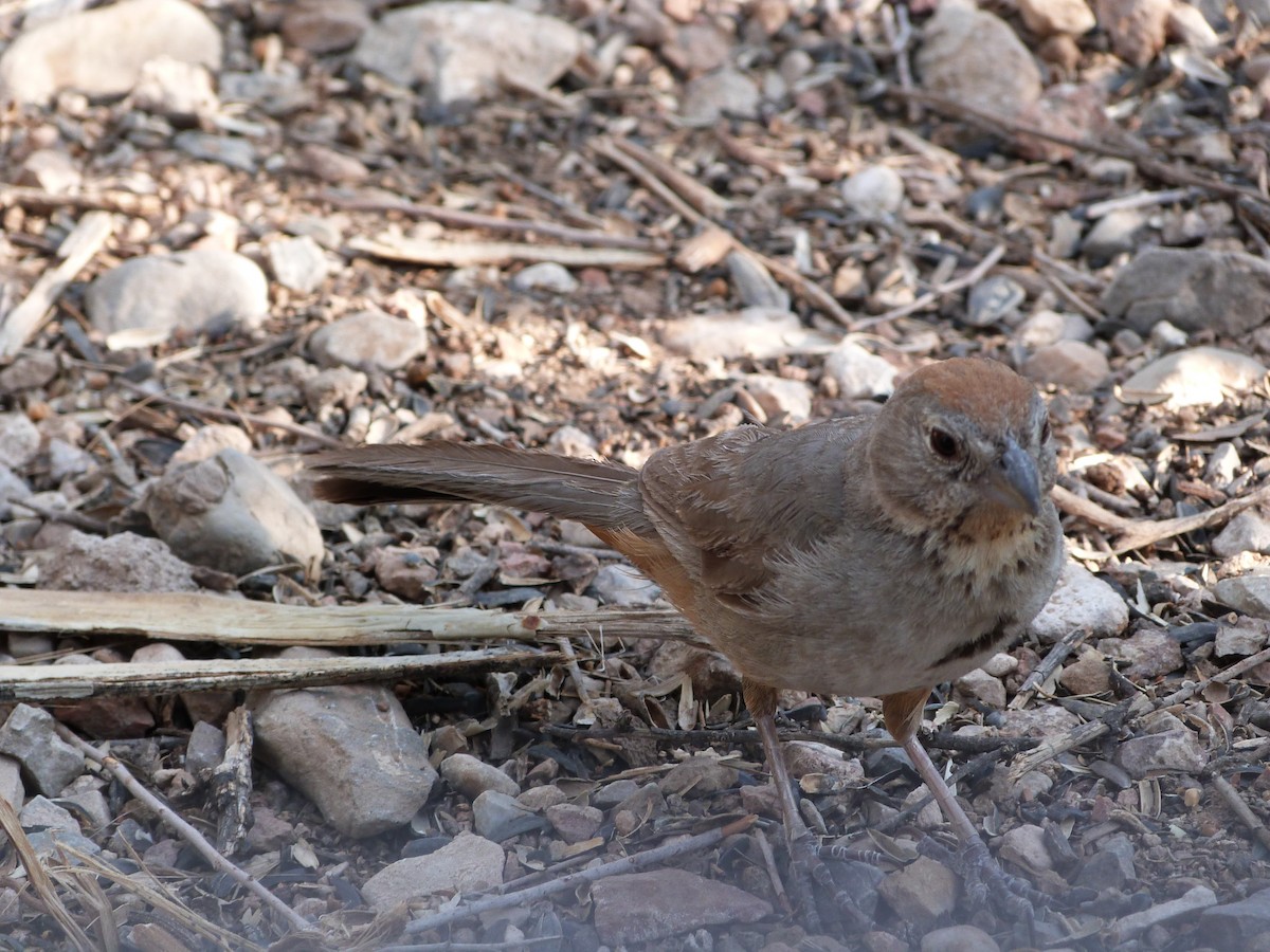 Canyon Towhee - ML621711130