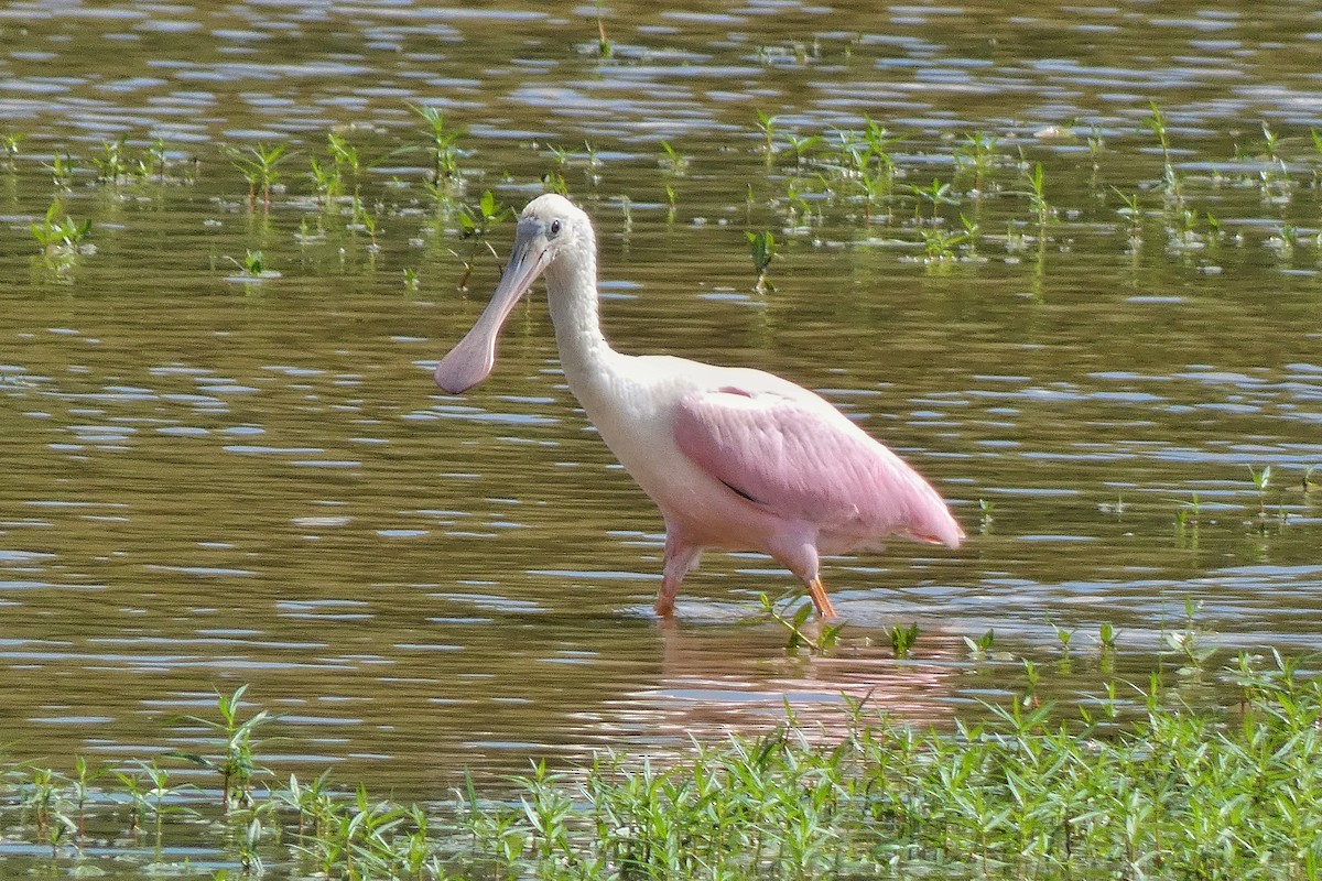 Roseate Spoonbill - ML621711140
