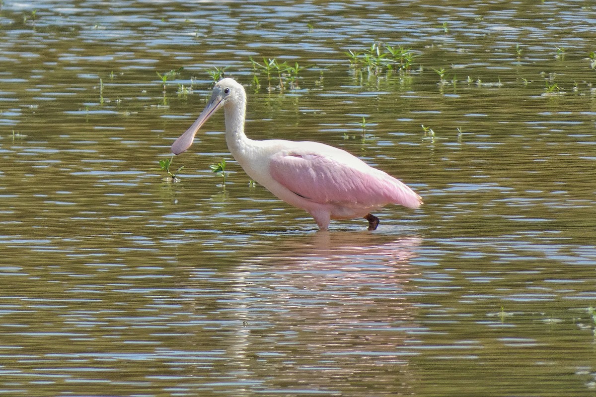 Roseate Spoonbill - ML621711141