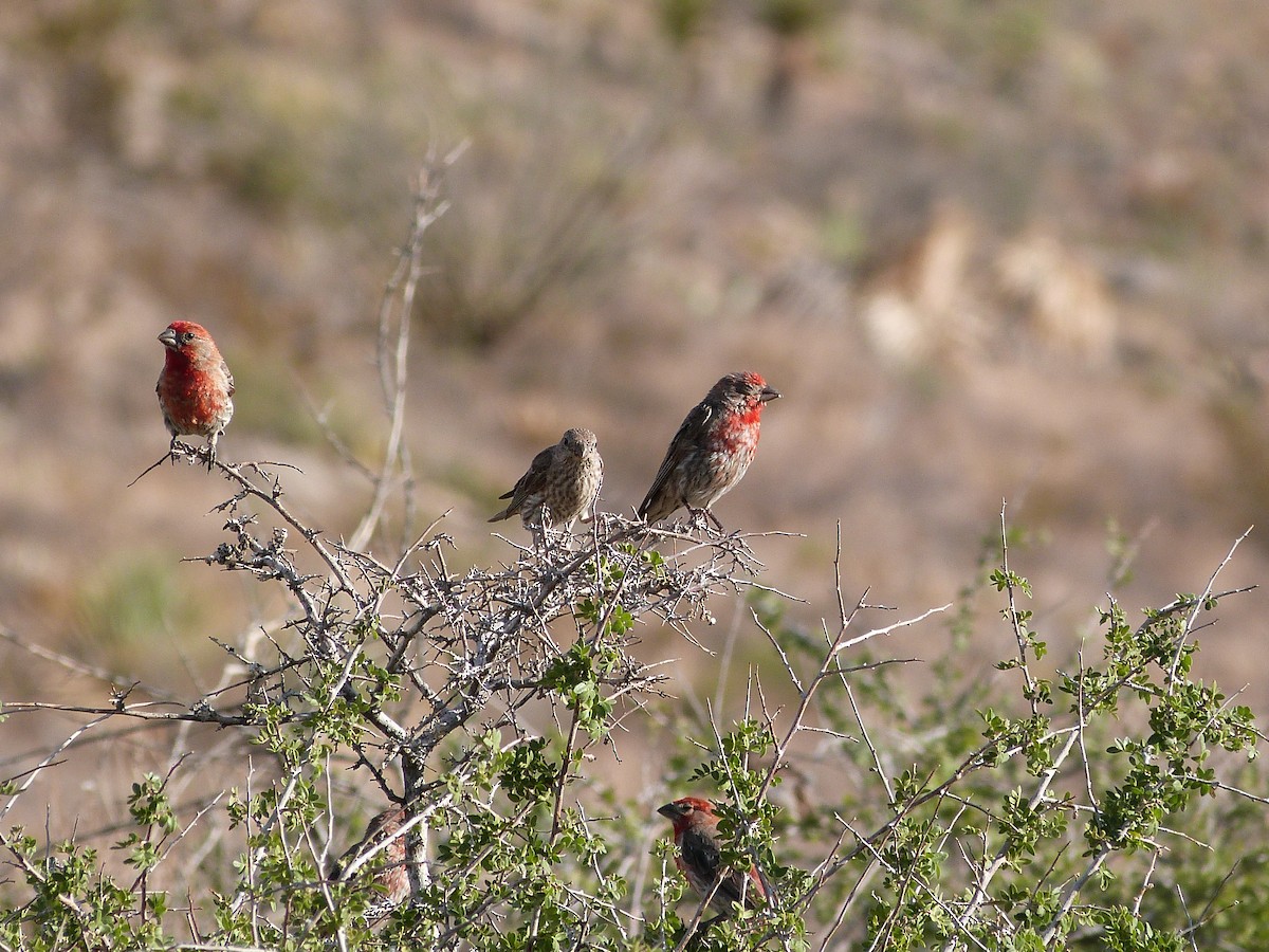 House Finch - John  Kiseda