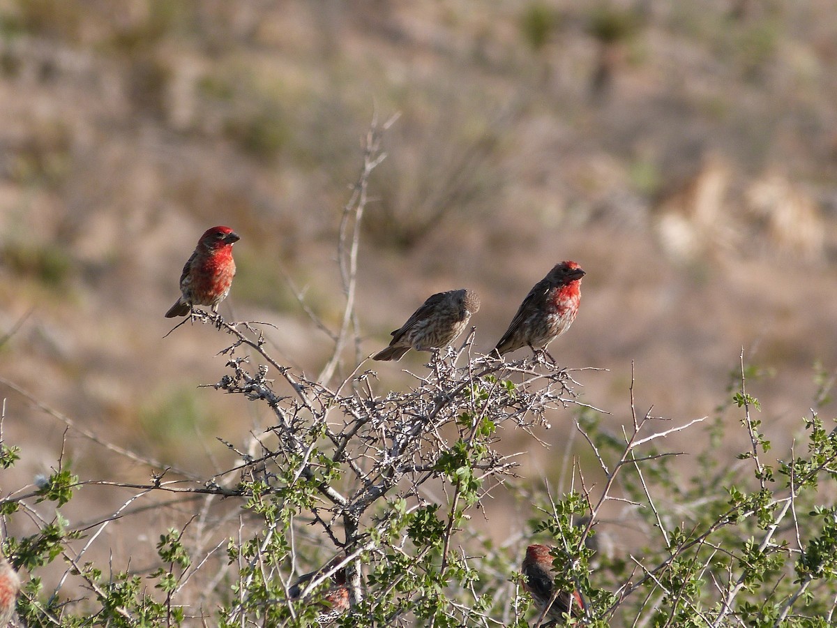 House Finch - ML621711158