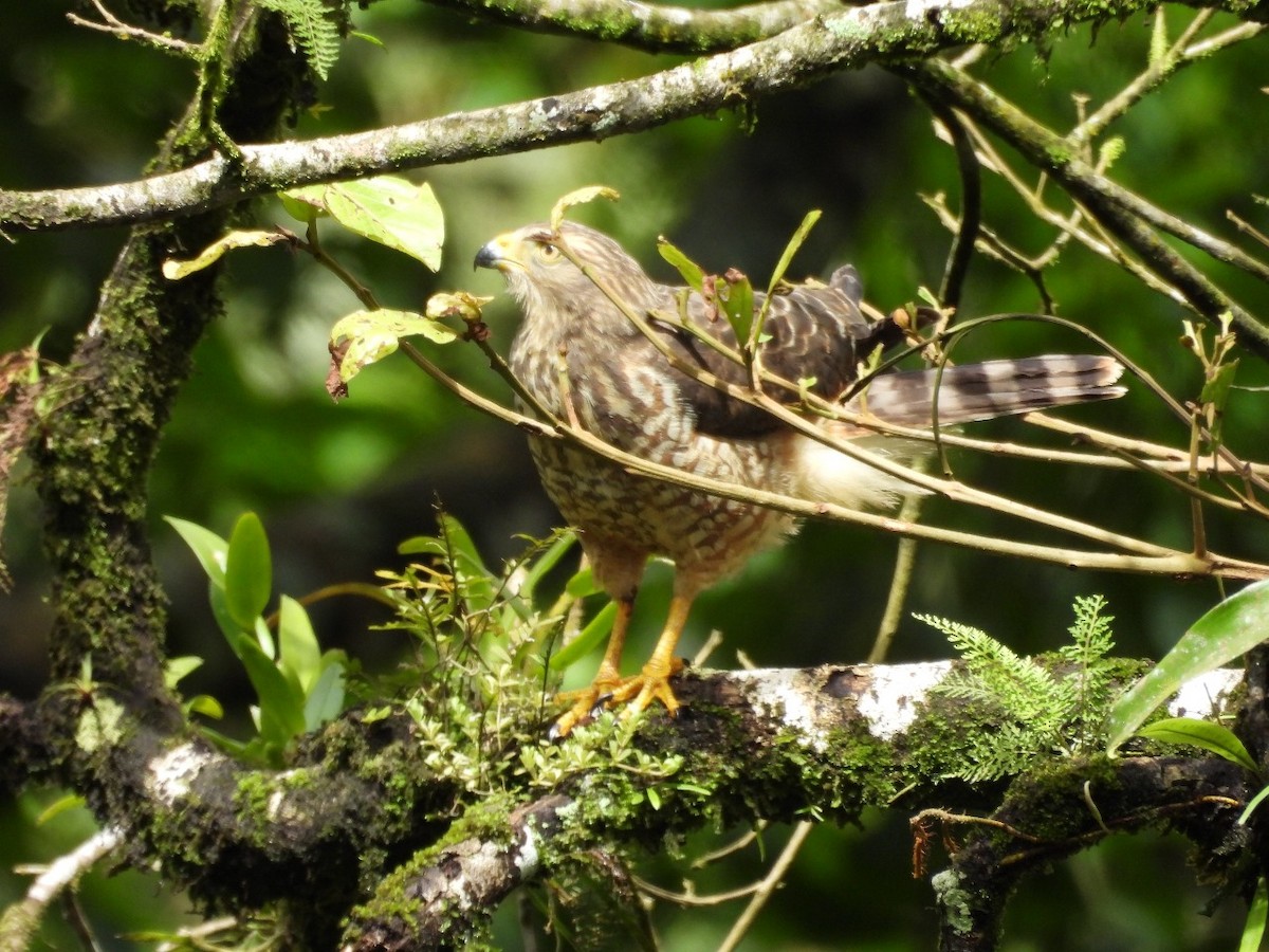 Wegebussard - ML621711174