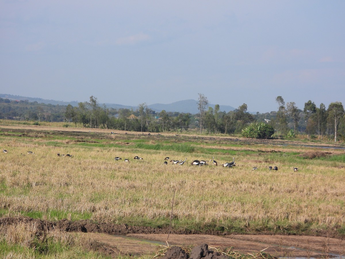 Gray Crowned-Crane - ML621711180