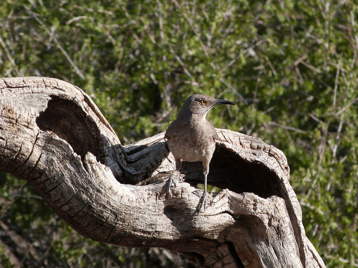 Curve-billed Thrasher - ML621711181