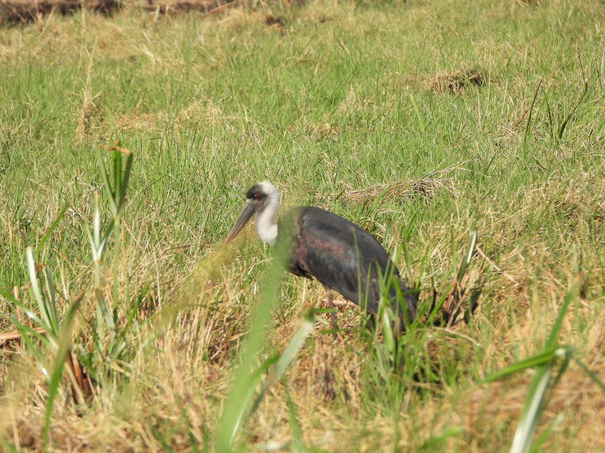 African Woolly-necked Stork - ML621711193