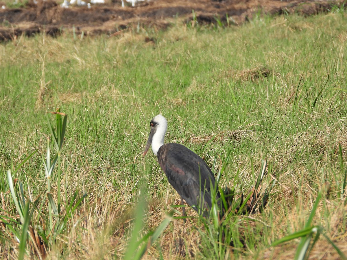 African Woolly-necked Stork - ML621711194