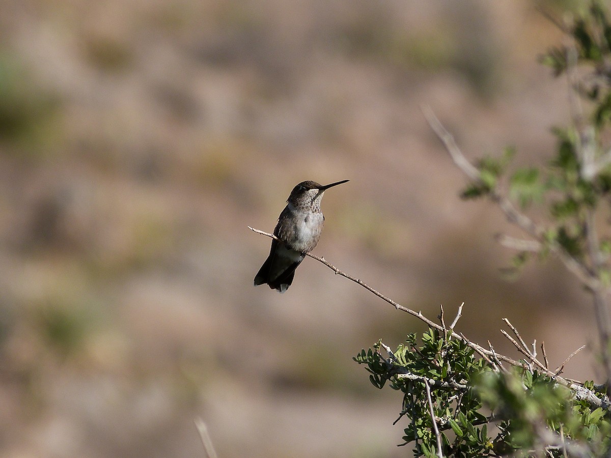 Black-chinned Hummingbird - ML621711196