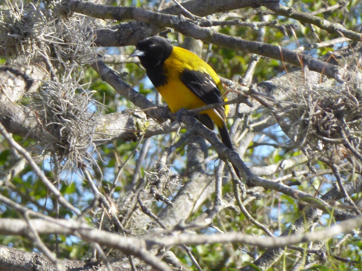 Audubon's Oriole - ML621711197