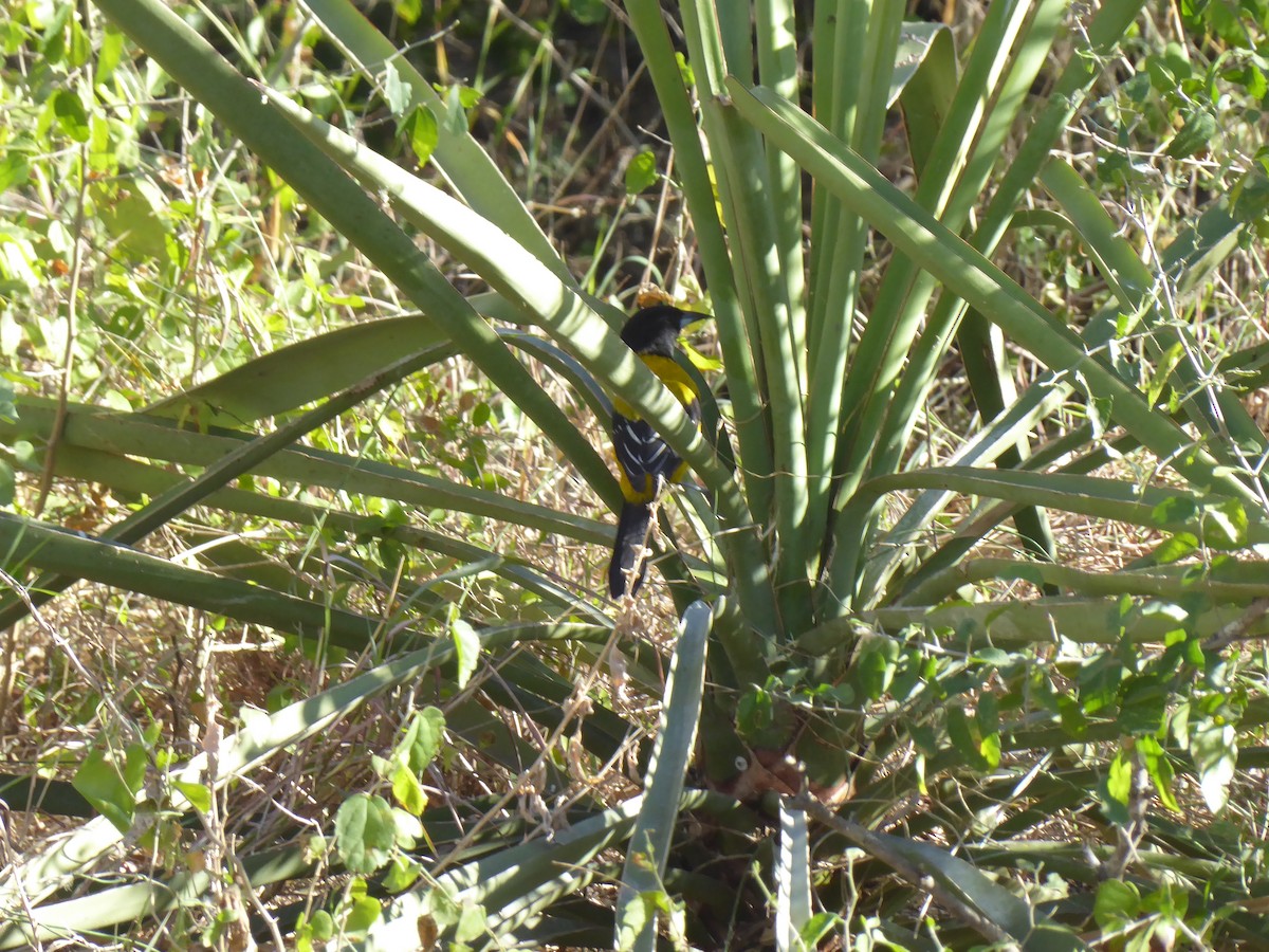 Audubon's Oriole - ML621711198